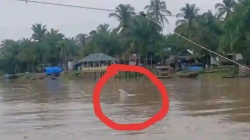 Lumba-lumba muncul di Sungai Rokan.(foto: tribunpekanbaru.com)