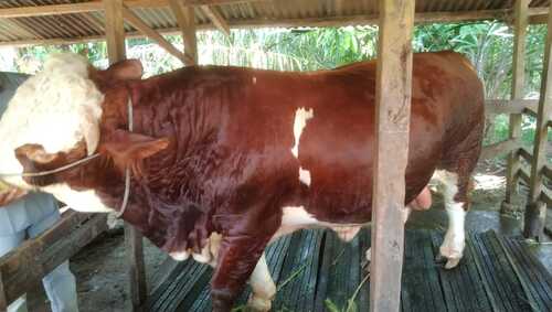 Sapi bantuan Presiden Prabowo Subianto untuk Pemprov Riau. (Foto: Sri Wahyuni)