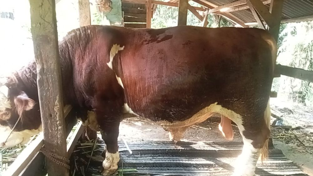 Ilustrasi sapi kurban bantuan Presiden Prabowo untuk Riau (foto/int)