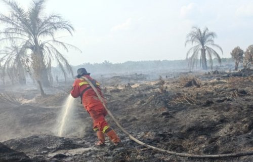 Tim Manggala Agni padamkan api di lahan gambut Rohil (foto/ist)