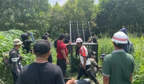 Dua box trap dipasang di lokasi serangan harimau di Desa Sungai Ara, Pelalawan (foto/ist)