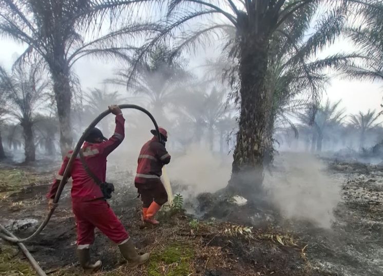 Ilustrasi awal 2026, Karhutla hanguskan 1.041 Ha di 11 daerah Riau (foto/int)