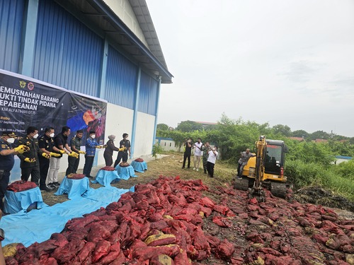 Bea Cukai Dumai Musnahkan 24 Ton Bawang Ilegal Hasil Penindakan di Perairan Bengkalis dengan cara di timbun, Rabu (17/9/2025) di halaman gudang Kantor BC Dumai. (Foto: Bambang)