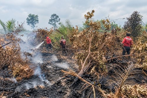 Kolaborasi RAPP dan masyarakat tangani Karhutla di Dayun, Siak (foto/diana)