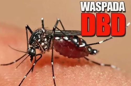 DBD di Pekanbaru meningkat.(ilustrasi/int)