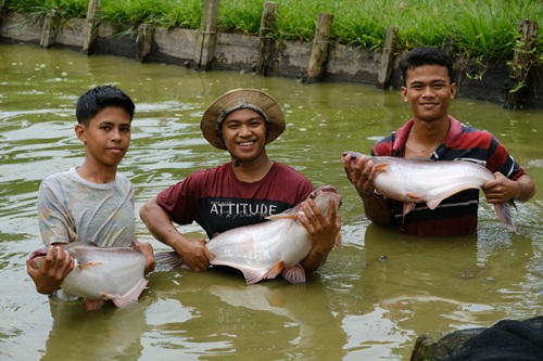 Kampung Patin, Kecamatan XIII Koto Kampar menjadi sentra budidaya dan pengolahan ikan patin di Riau (foto/istimewa)