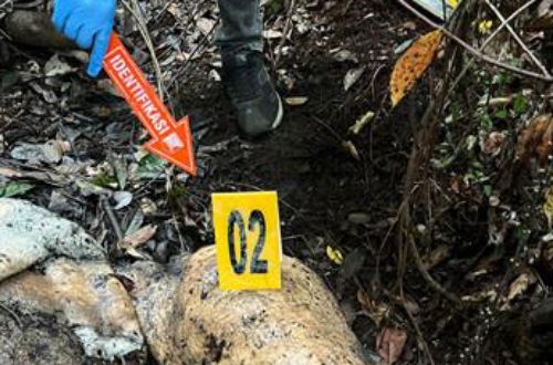 Temuan gajah mati di Pelalawan.(foto: tribunpekanbaru.com)