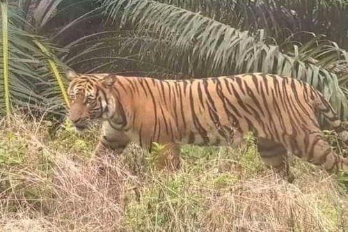 Harimau Sumatera.(foto: int)