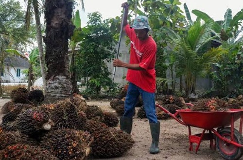 Harga TBS sawit mitra swadaya di Riau hari ini.(ilustrasi/int)