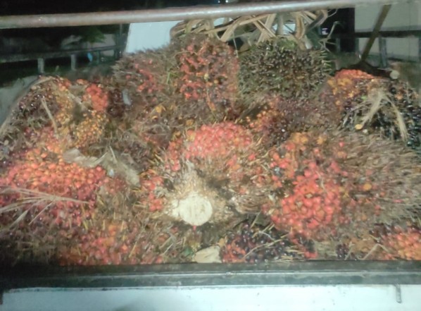 Barang bukti tandan sawit yang dicuri diamankan Polsek Langgam (foto/Andy)