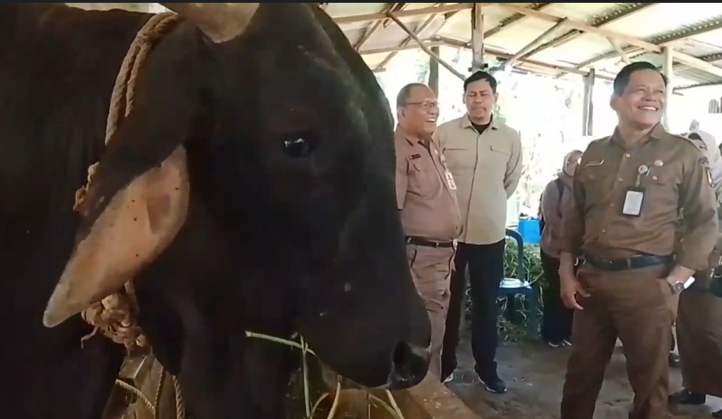 Kadistanak Pekanbaru, M Firdaus mengecek sapi bantuan Presiden Prabowo untuk Iduladha 1446 H (foto/ist)