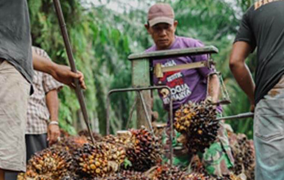 Harga TBS kelapa sawit mitra plasma capai Rp3.686 per Kg (foto/int)