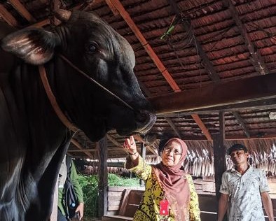 Berbobot 1.000 Kg, sapi Brangus milik peternak Inhil masuk radar bantuan Presiden (foto/int)
