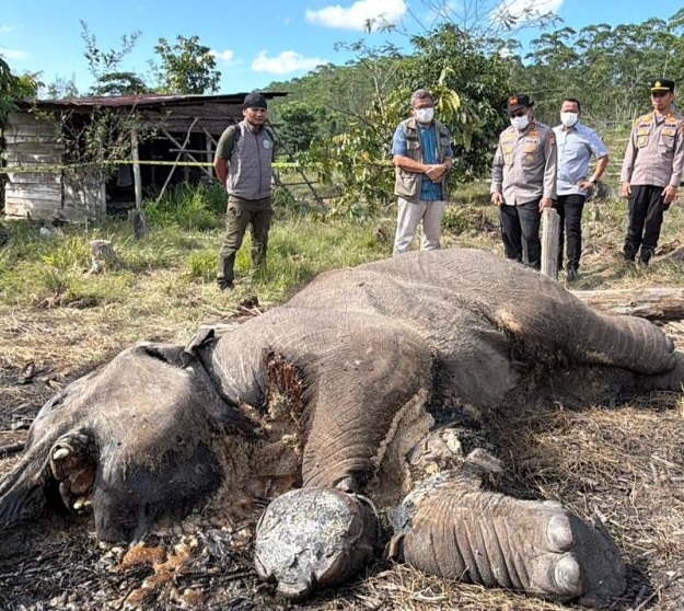 Bangkai seekor anak gajah di Resort Lancang Kuning, Seksi PTN Wilayah I.
