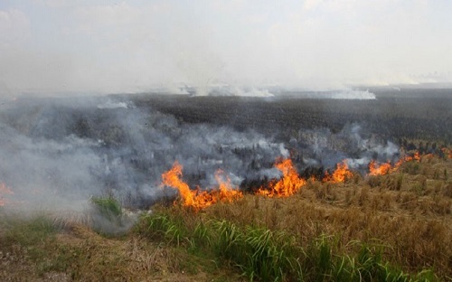 Karhutla di Pelalawan.(ilustrasi/int)