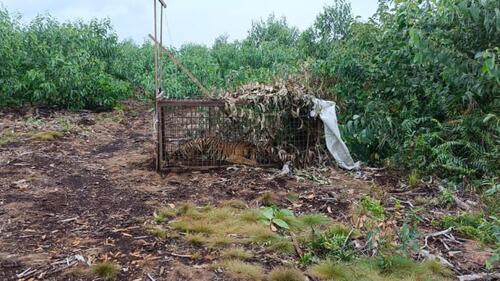 BBKSDA Provinsi Riau memasang boxtrap atau kandang jebak di Kecamatan Teluk Meranti, Kabupaten Pelalawan 1 Agustus lalu dan berhasil menangkap seekor harimau sumatera pada 11 Agustus. (Foto: Tribun Pekanbaru)