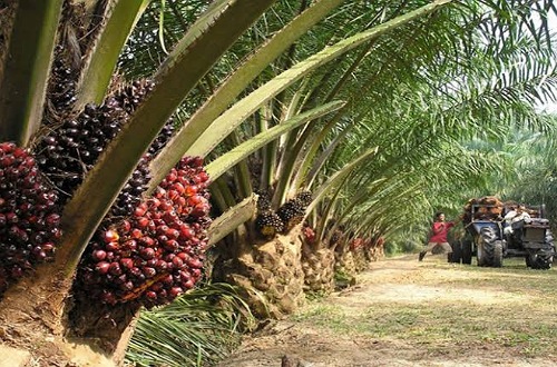 DBH sawit untuk Kabupaten Siak dinilai belum sesuai.(ilustrasi/int)