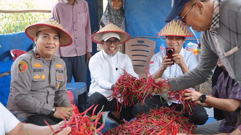 Bupati Zukri bersama sejumlah anggota DPRD Kabupaten Pelalawan memanen cabai di Desa Kuala Panduk (foto/Andy)
