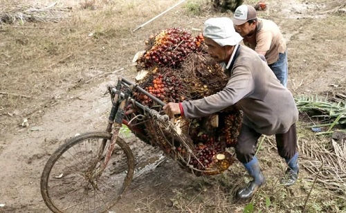 Harga sawit swadaya di Riau pekan ini.(ilustrasi/int)