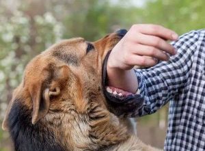 Dinas PKH Riau gelar vaksinasi rabies gratis hingga 30 September (foto/MCR)