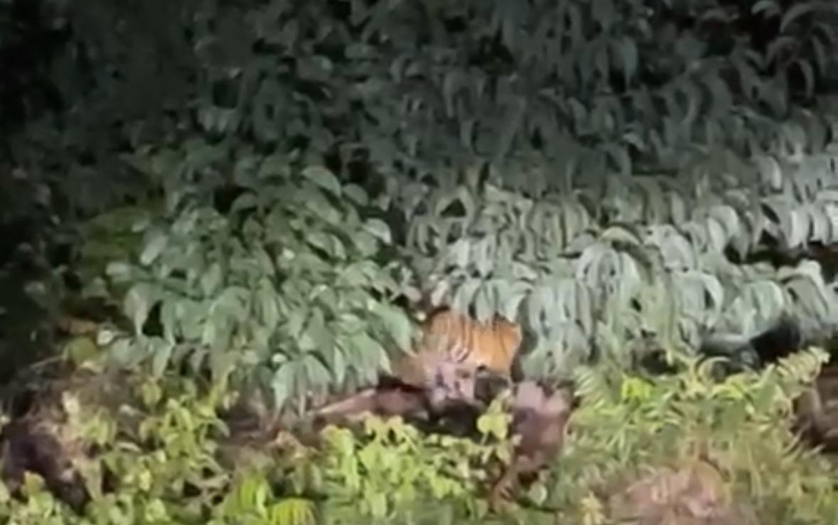 Penampakan induk dan anak harimau dekat SDN 016 Teluk Naga resahkan warga (foto/Andy)