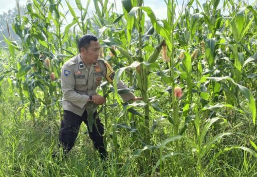 Polsek Rimba Melintang melaksanakan pengecekan program ketahanan pangan jagung (foto/afrizal)