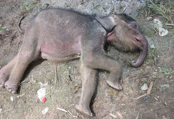 Anak gajah, Yuni yang sebelumnya dilaporkan hilang ditemukan mati di Bengkalis (foto/ist)