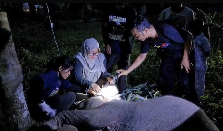 Anak gajah Laila di PKG Sebanga Bengkalis mati (foto/rri)
