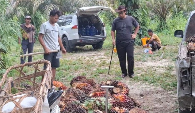 Pemprov Riau menargetkan 11.600 hektare sawit rakyat diremajakan pada 2026 (foto/int)