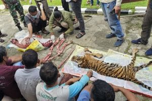 Harimau Sumatera dibunuh dan dikuliti di Rokan Hulu, Riau (foto/int)