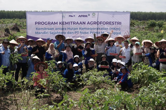 Perwakilan HKm Mandiri Sejahtera bersama manajemen RAPP dan RECOFTC melakukan panen nanas dan terong di lahan kemitraan agroforestri di Dayun, Siak (foto/ist)