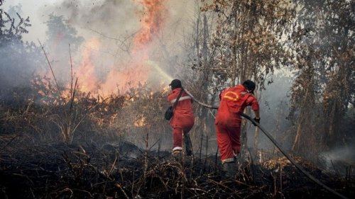 Hampir seluruh kabupaten/kota di Riau sudah menetapkan status siaga darurat Karhutla.(ilustrasi/int)