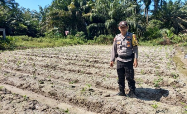 Bhabinkamtibmas Kelurahan Simpang Kanan, Bripka Eka Iwan mengecek ketahanan pangan pekarangan bergizi (foto/afrizal)