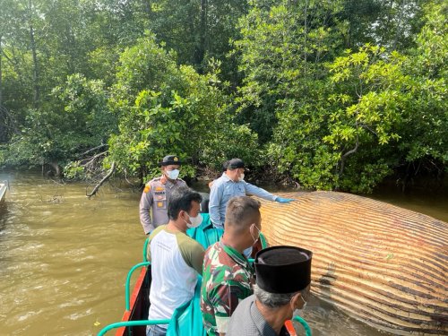 Ilustrasi KKP kirim sampel bangkai paus di Inhil ke BRIN (foto/int)
