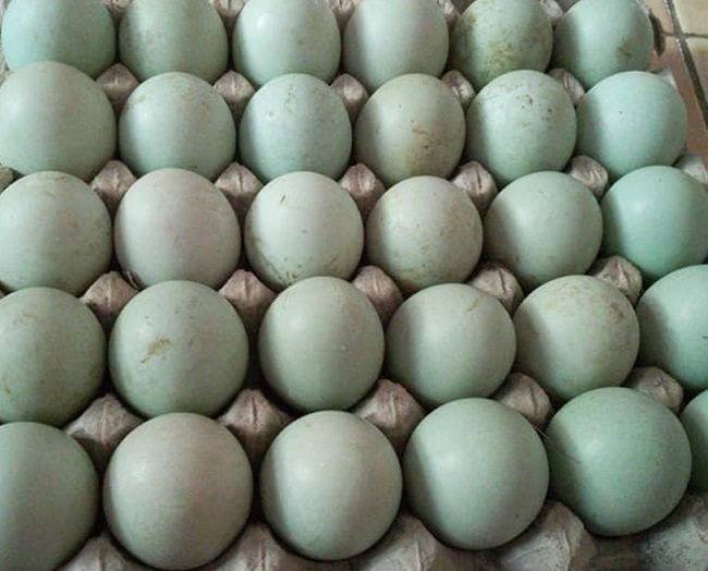 ilustrasi: Telur bebek.
