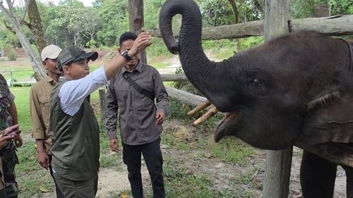 Menteri Kehutanan, Raja Juli Antoni bermain dengan gajah di Tesso Nilo.(foto: int)