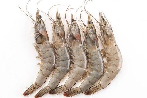 Ilustrasi udang. (Foto: int)