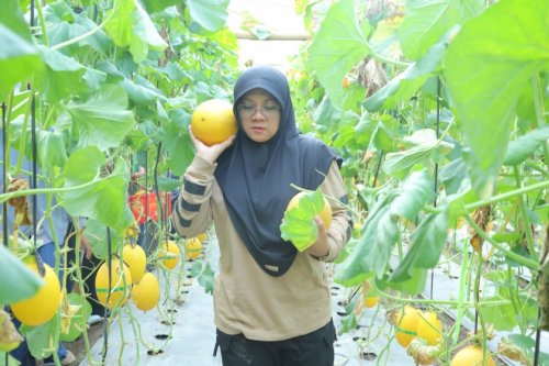 Bupati Siak, Afni kagum BUMKam Buantan Mandiri bisa sulap dana desa menjadi kebun melon modern (foto/int)