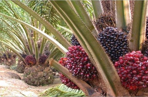 Harga TBS sawit mitra swadaya di Riau pekan ini.(ilustrasi/int)