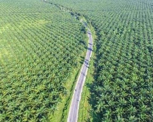 ilustrasi kebun sawit.