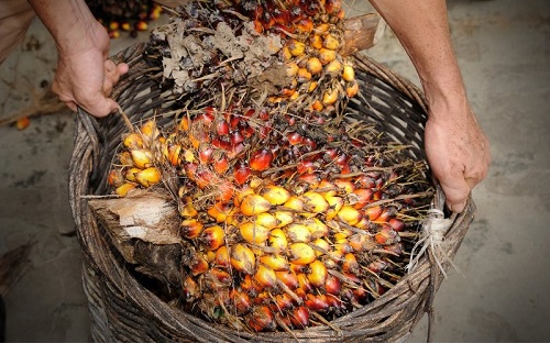 harga TBS sawit mitra plasma Riau pekan ini turun.(ilustrasi/int)