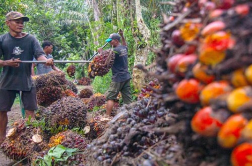 Harga TBS sawit mitra plasma di Riau.(ilustrasi/int)