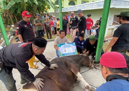 Masjid Raya An-Nur potong 11 hewan kurban.