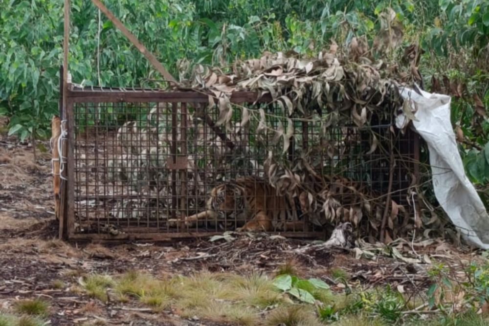 Harimau masuk perangkap yang dipasang BBKSDA Riau di Pelalawan (foto/MCRiau)