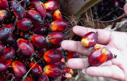Ilustrasi harga TBS plasma Riau kembali menguat (foto/int)