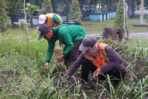 Tim DLHK Pekanbaru melakukan penanaman bunga dan pepohonan di jalur hijau median Jalan Jenderal Sudirman. (Foto: Dini Rahmadanti)