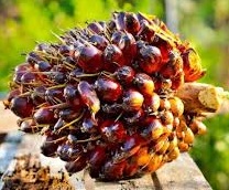 Palm.