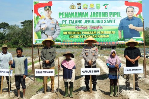Program penanaman jagung pipil di Inhu.(foto: andri/halloriau.com)