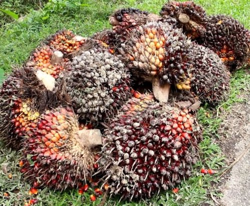ilustrasi buah sawit.