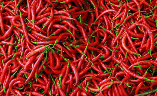 Ilustrasi cabai merah. (Foto: int)